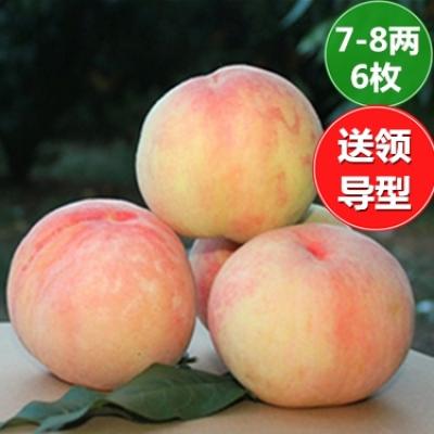 7-8两*6枚装-送领导型