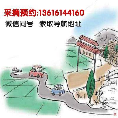 【自驾游登记】上门自提/自驾游采摘无锡阳山水蜜桃，上门进桃园采摘水蜜桃
